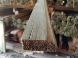 Cinta Pinus